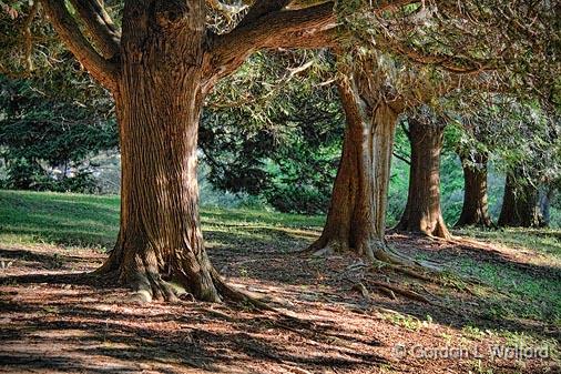 Old Trees In A Row_19525.jpg - Photographed at Chaffey's Lock, Ontario, Canada.